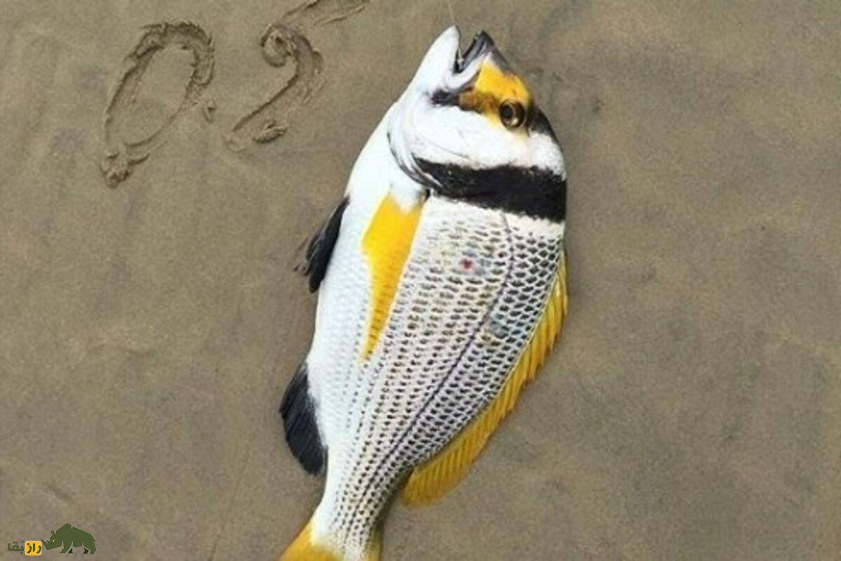 ماهی دختر ناخدا؛ لذیذترین ماهی خلیج فارس با گوشت نرم و خواص بینظیر برای سلامتی ماهی دختر ناخدا؛ لذیذترین ماهی خلیج فارس با گوشت نرم و خواص بینظیر برای سلامتی