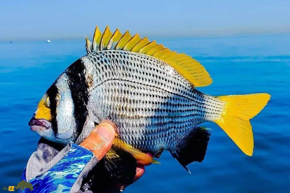 ماهی دختر ناخدا؛ لذیذترین ماهی خلیج فارس با گوشت نرم و خواص بینظیر برای سلامتی ماهی دختر ناخدا؛ لذیذترین ماهی خلیج فارس با گوشت نرم و خواص بینظیر برای سلامتی