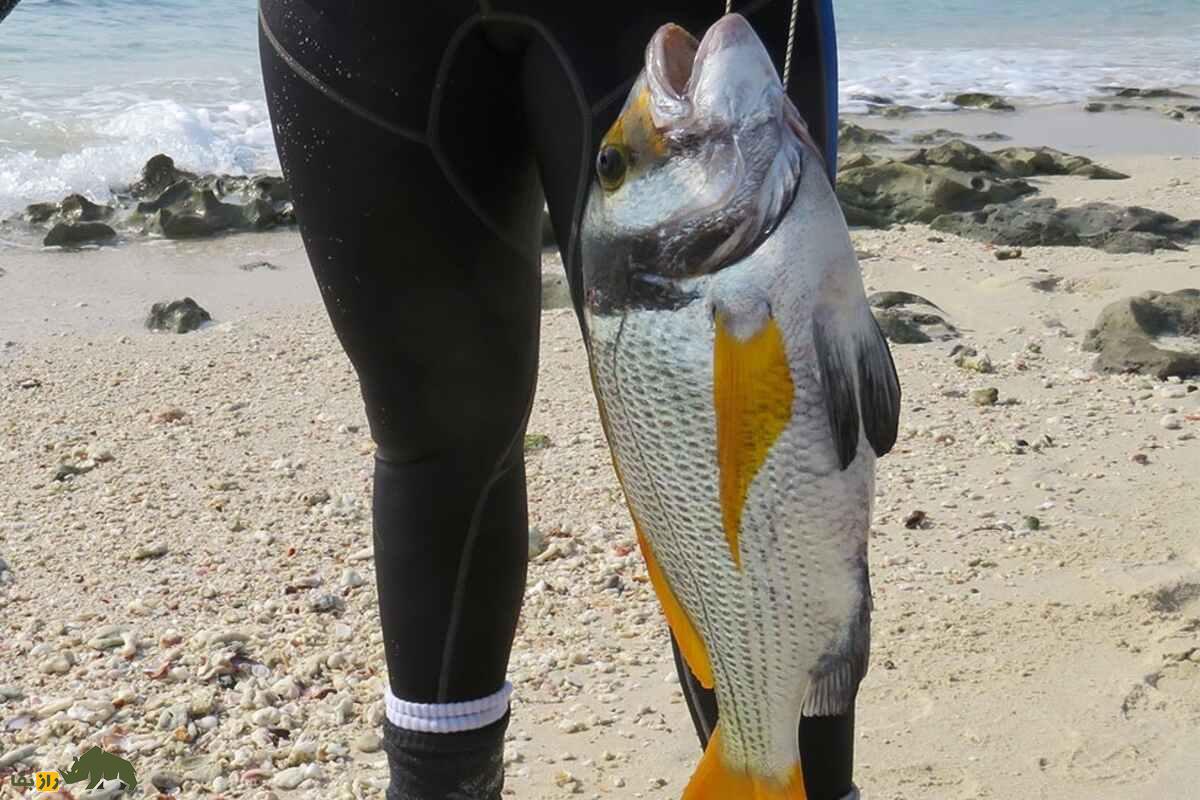 ماهی دختر ناخدا؛ لذیذترین ماهی خلیج فارس با گوشت نرم و خواص بینظیر برای سلامتی ماهی دختر ناخدا؛ لذیذترین ماهی خلیج فارس با گوشت نرم و خواص بینظیر برای سلامتی