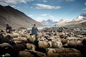 گوسفند هَرْنای؛ گوسفند معروف به «قهرمان بلوچستان» که گوشتی شبیه گوشت آهو دارد