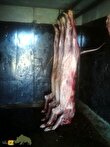 گوشت شیر؛ چه کسانی گوشت شیر میخورند، طعم آن چگونه است و چرا سرو آن جنجالی شده است؟