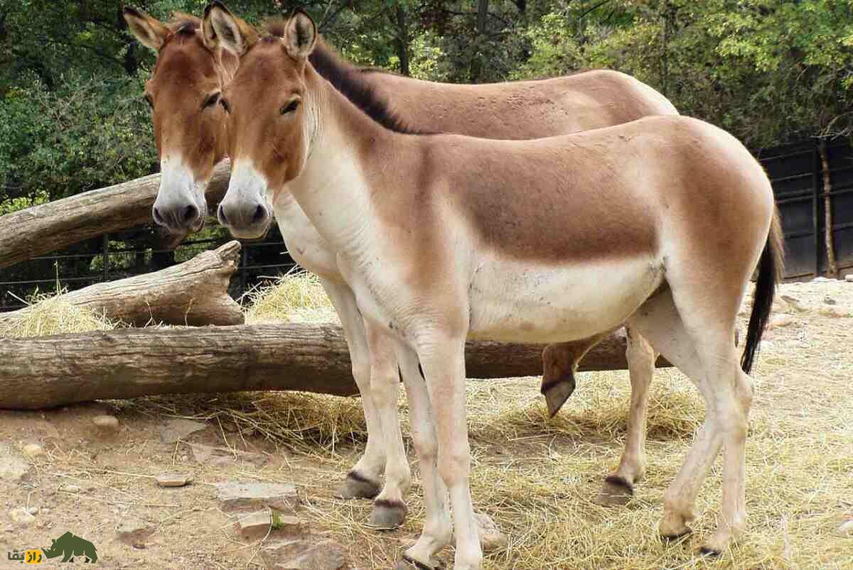 جفت‌گیری قاطر ماده با اسب یا الاغ؛ چرا قاطرها نمی‌توانند بچه‌دار شوند و اولین قاطر باردار جهان در کدام کشور دیده شد؟
