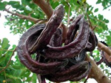 خرنوب؛ میوه‌ای شیرین‌تر و مفیدتر از شکلات و کاکائو که برای تقویت قوای جنسی و درمان ناباروری استفاده می‌شود