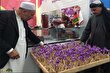 طلای سرخ افغانستان؛ چرا زعفران افغانستان از زعفران ایران گران‌تر است؟