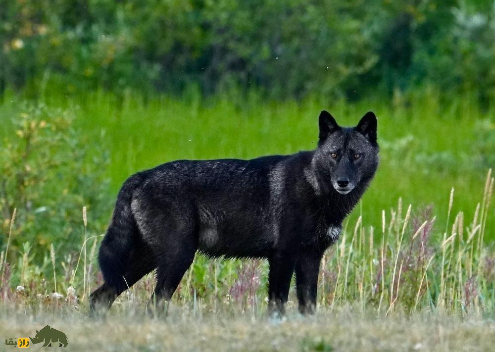 گرگ سیاه؛ مرموزترین گرگ حیات وحش که هم نماد تاریکی و خطر و هم آینده را پیشگویی میکند گرگ سیاه