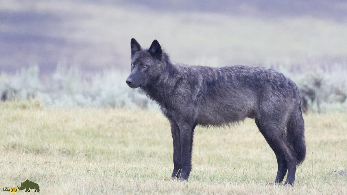 گرگ سیاه؛ مرموزترین گرگ حیات وحش که هم نماد تاریکی و خطر و هم آینده را پیشگویی میکند گرگ سیاه