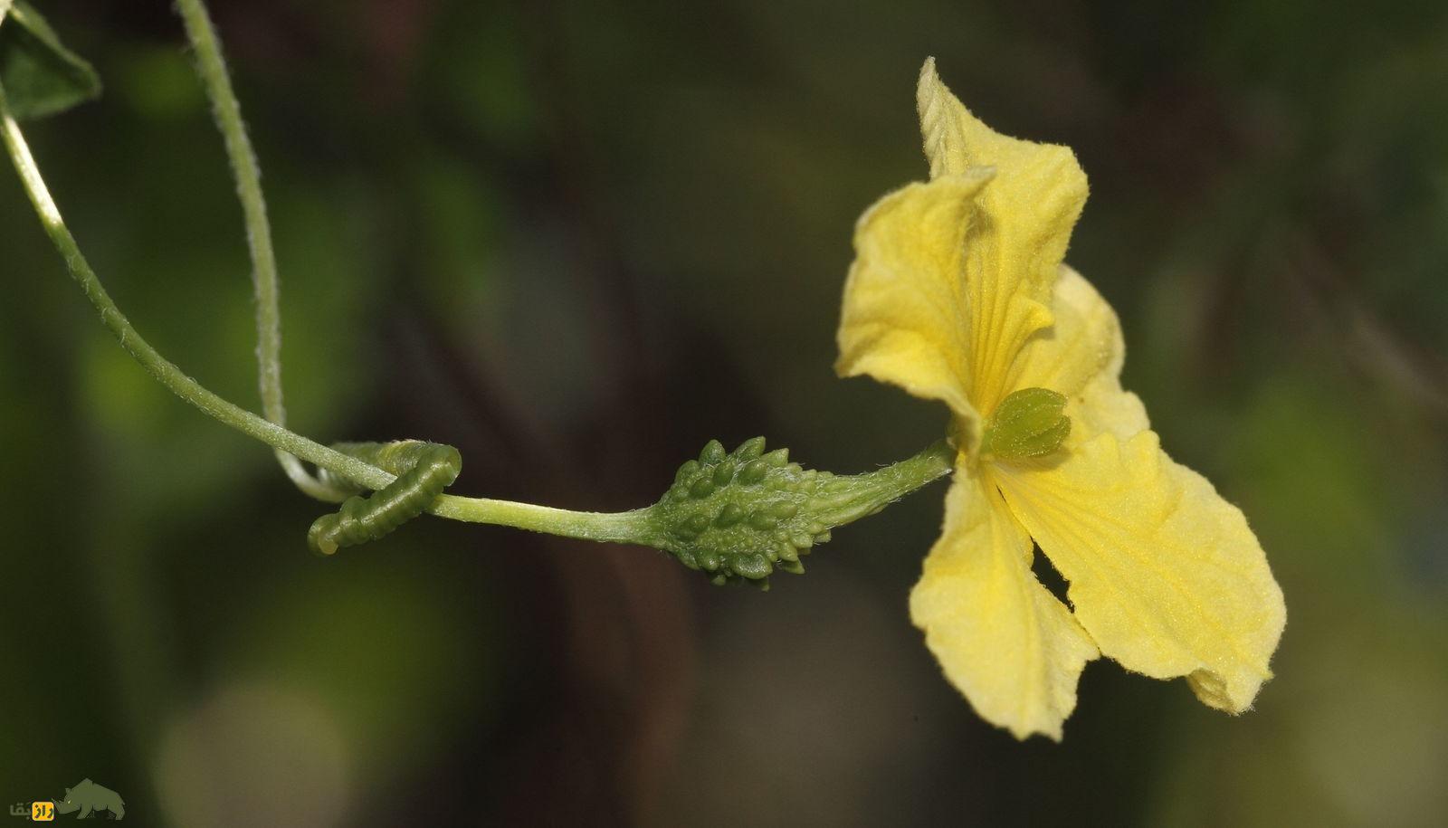میوه کارِلا یا خیار چنبر تلخ؛ تلخترین میوه خوراکی دنیا که مزهاش از قهوه اسپسرسو تلختر است میوه کارِلا یا خیار چنبر تلخ