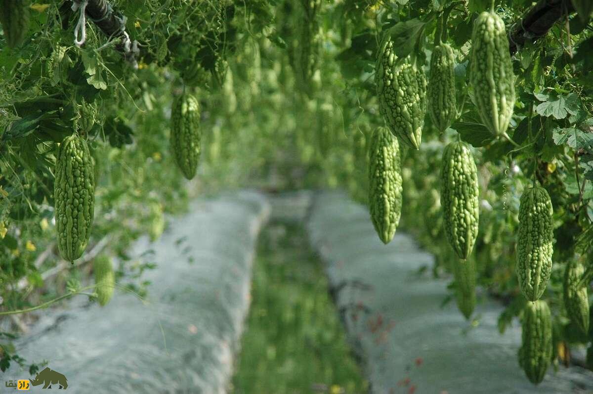 میوه کارِلا یا خیار چنبر تلخ؛ تلخترین میوه خوراکی دنیا که مزهاش از قهوه اسپسرسو تلختر است میوه کارِلا یا خیار چنبر تلخ