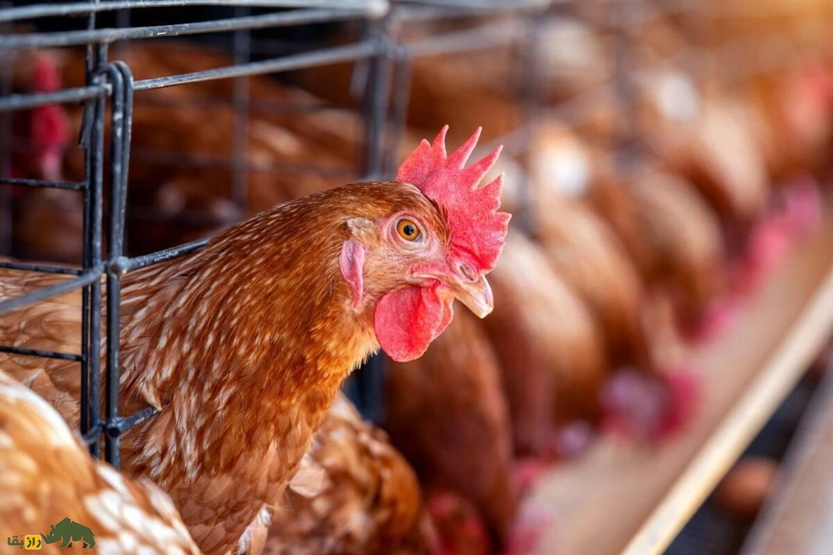 بهترین ترکیب مرغ و خروس برای تولید جوجههای گوشتی؛ جفتگیری کدام مرغ و خروس باهم بهترین جوجه گوشتی تولید میکند؛ موفقترین جفتگیری کدام ترکیب است؟ مرغ و خروس