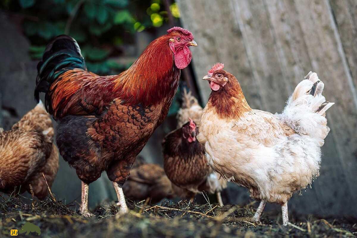 بهترین ترکیب مرغ و خروس برای تولید جوجههای گوشتی؛ جفتگیری کدام مرغ و خروس باهم بهترین جوجه گوشتی تولید میکند؛ موفقترین جفتگیری کدام ترکیب است؟ مرغ و خروس