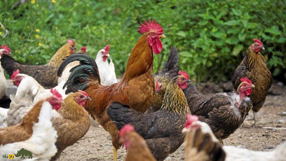 بهترین ترکیب مرغ و خروس برای تولید جوجههای گوشتی؛ جفتگیری کدام مرغ و خروس باهم بهترین جوجه گوشتی تولید میکند؛ موفقترین جفتگیری کدام ترکیب است؟ مرغ و خروس