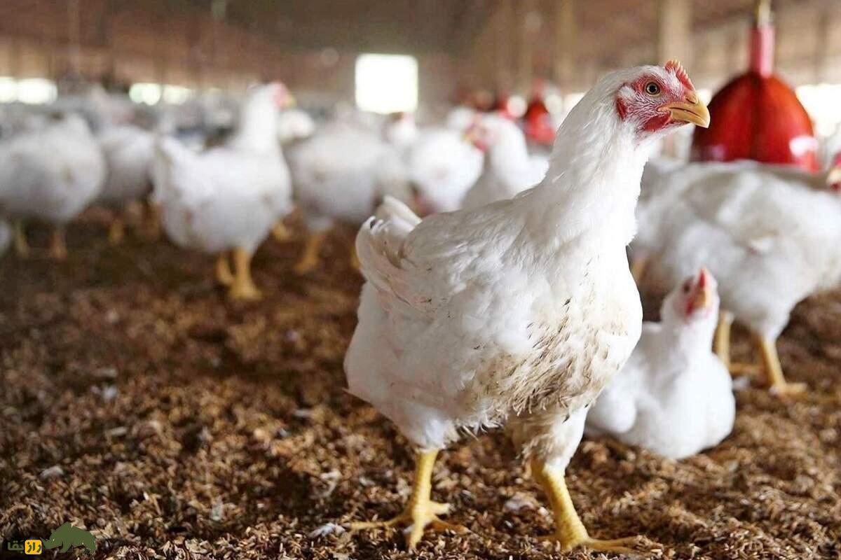 بهترین ترکیب مرغ و خروس برای تولید جوجههای گوشتی؛ جفتگیری کدام مرغ و خروس باهم بهترین جوجه گوشتی تولید میکند؛ موفقترین جفتگیری کدام ترکیب است؟ مرغ و خروس