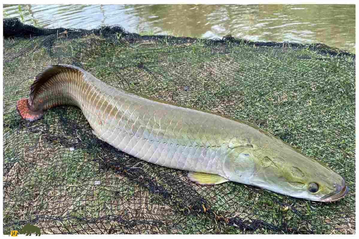 آراپایما؛ ماهی معروف به اژدهای نفسکش آمازون با زرهای سختتر از فولاد آراپایما؛ ماهی معروف به اژدهای نفسکش آمازون با زرهای سختتر از فولاد