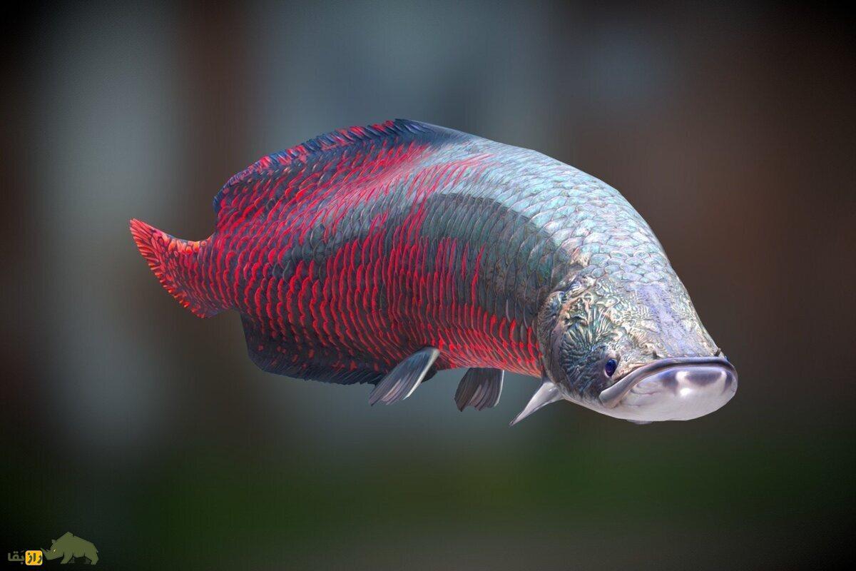 آراپایما؛ ماهی معروف به اژدهای نفسکش آمازون با زرهای سختتر از فولاد آراپایما؛ ماهی معروف به اژدهای نفسکش آمازون با زرهای سختتر از فولاد