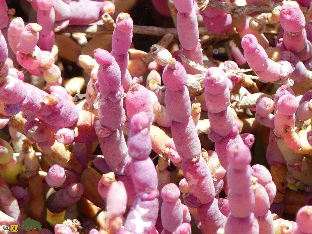 میوه سالیکورنیا