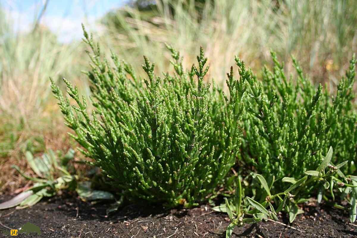 میوه سالیکورنیا