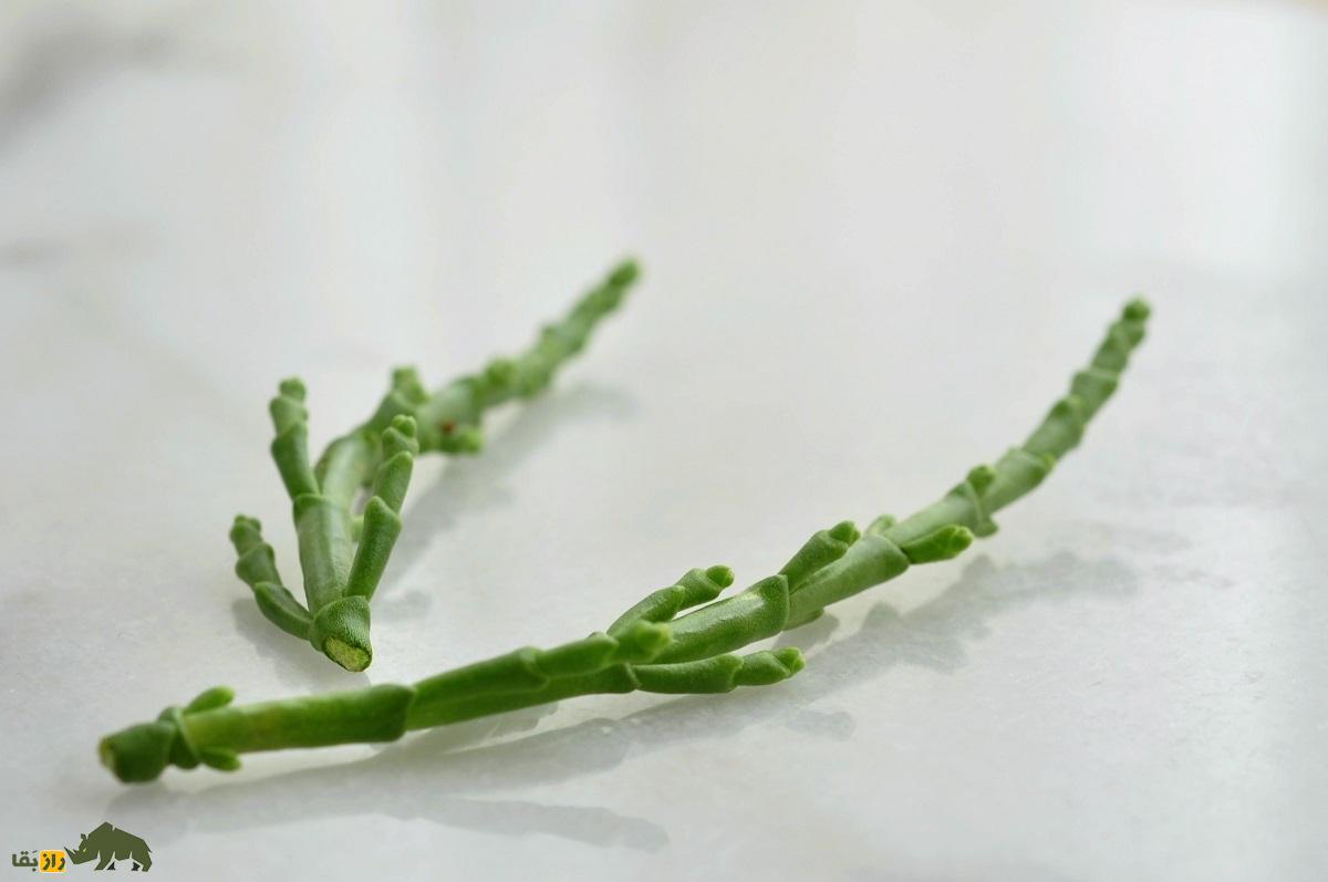 میوه سالیکورنیا