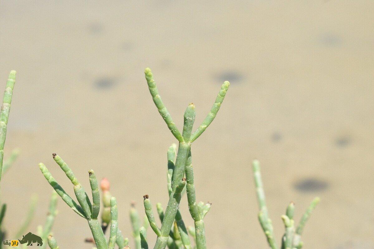 میوه سالیکورنیا