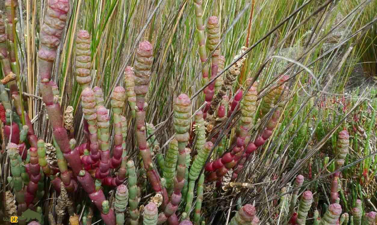 میوه سالیکورنیا