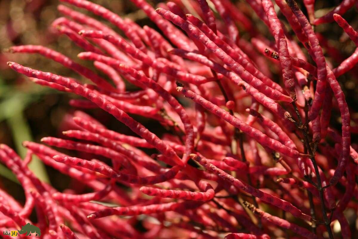 میوه سالیکورنیا