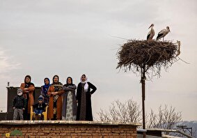 لکلکهای درهتفی مریوان؛ چرا لک لکها عاشق روستای دره تفی شدند و هر سال به آنجا میآیند؟