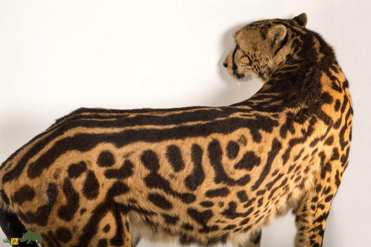 شاه یوزپلنگ