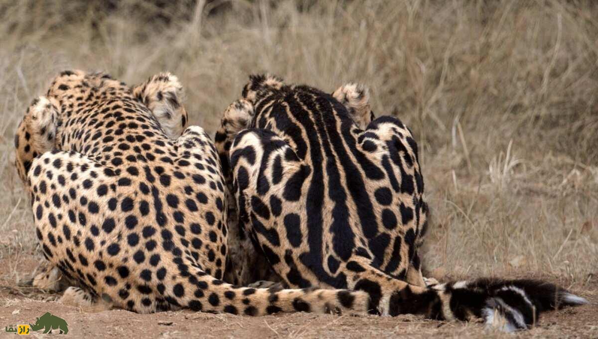 شاه یوزپلنگ