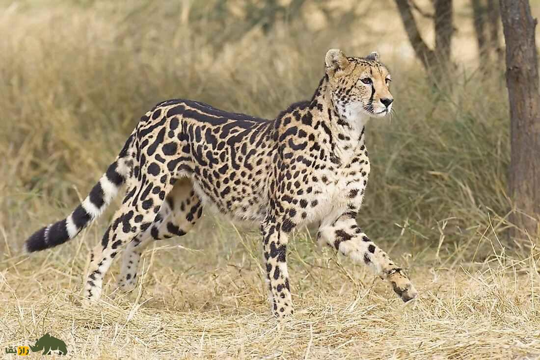 شاه یوزپلنگ