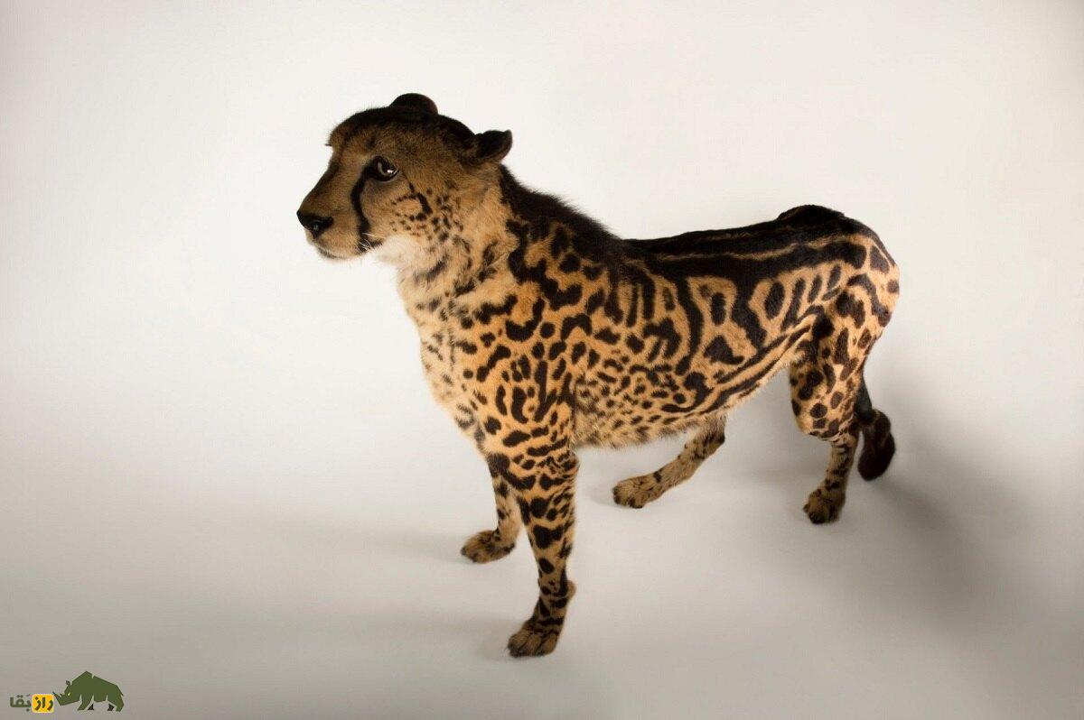 شاه یوزپلنگ