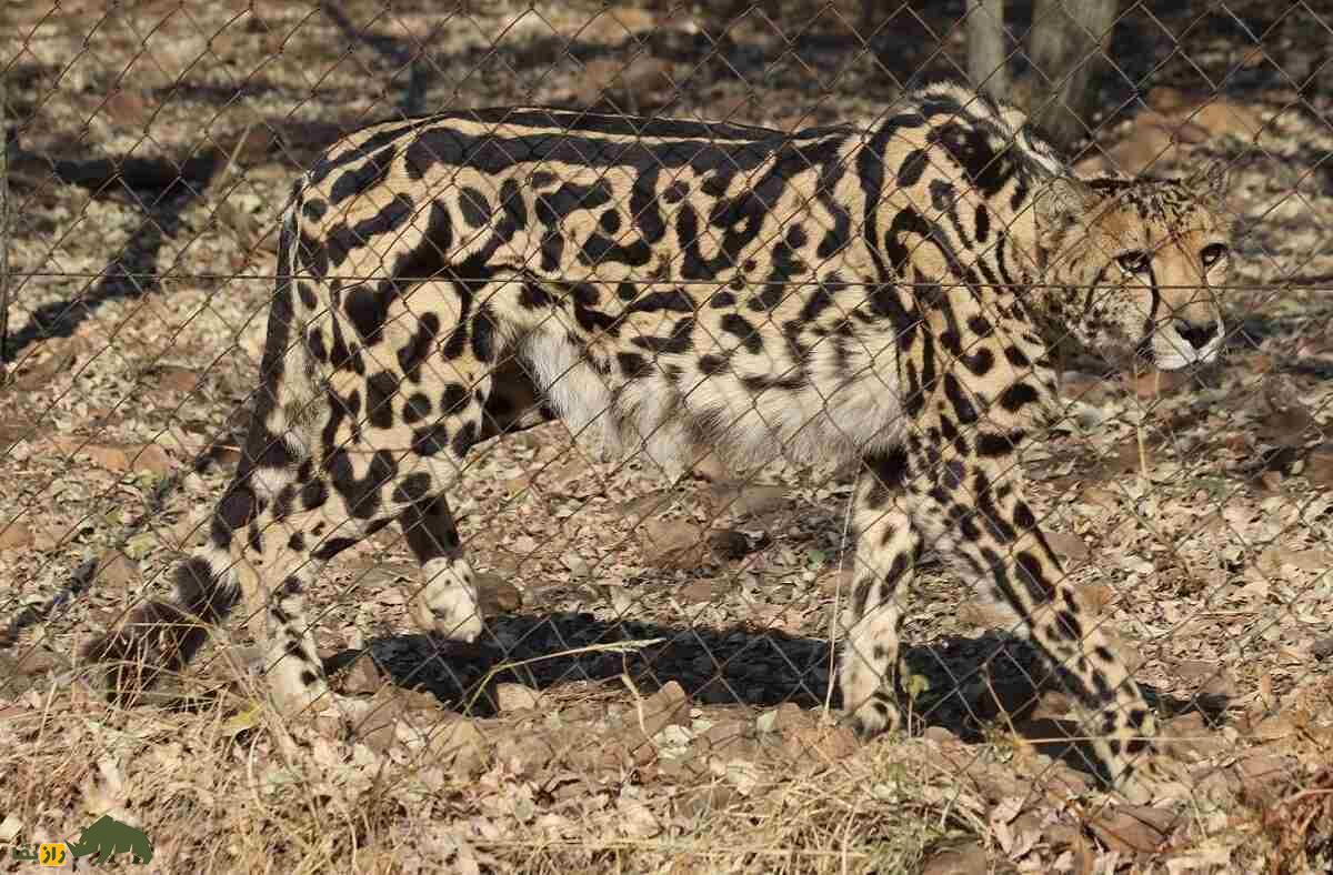 شاه یوزپلنگ