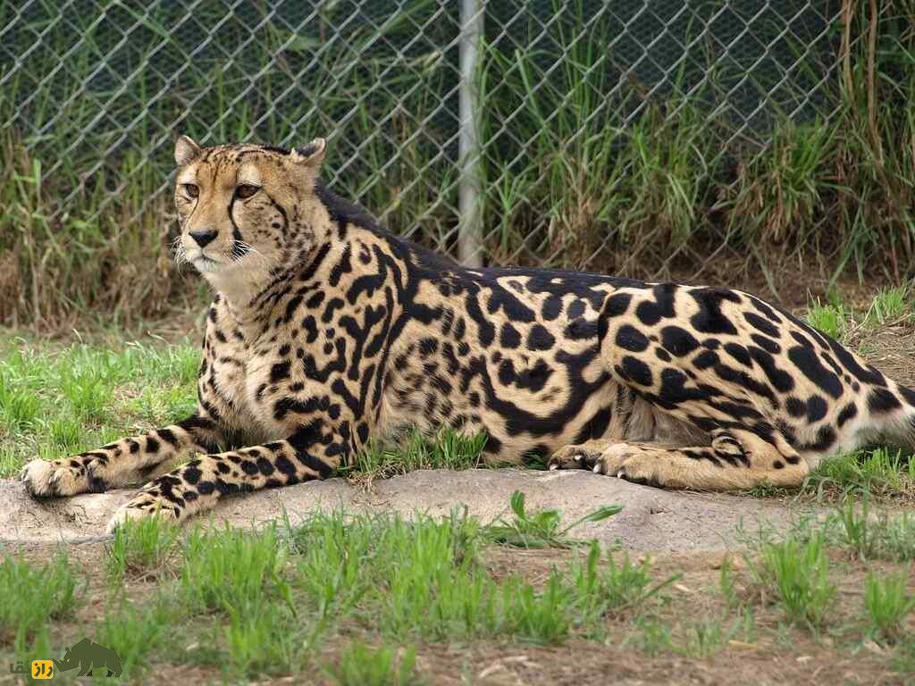 شاه یوزپلنگ