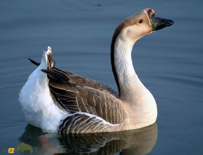 غاز آفریقایی