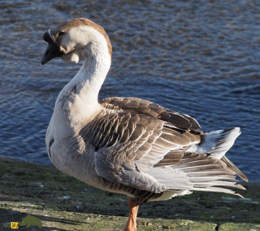 غاز آفریقایی