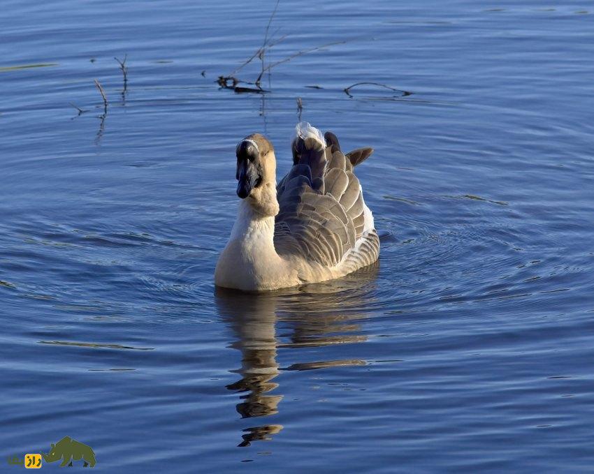 غاز آفریقایی
