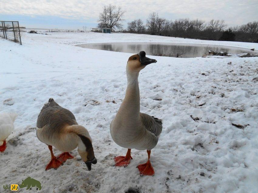 غاز آفریقایی