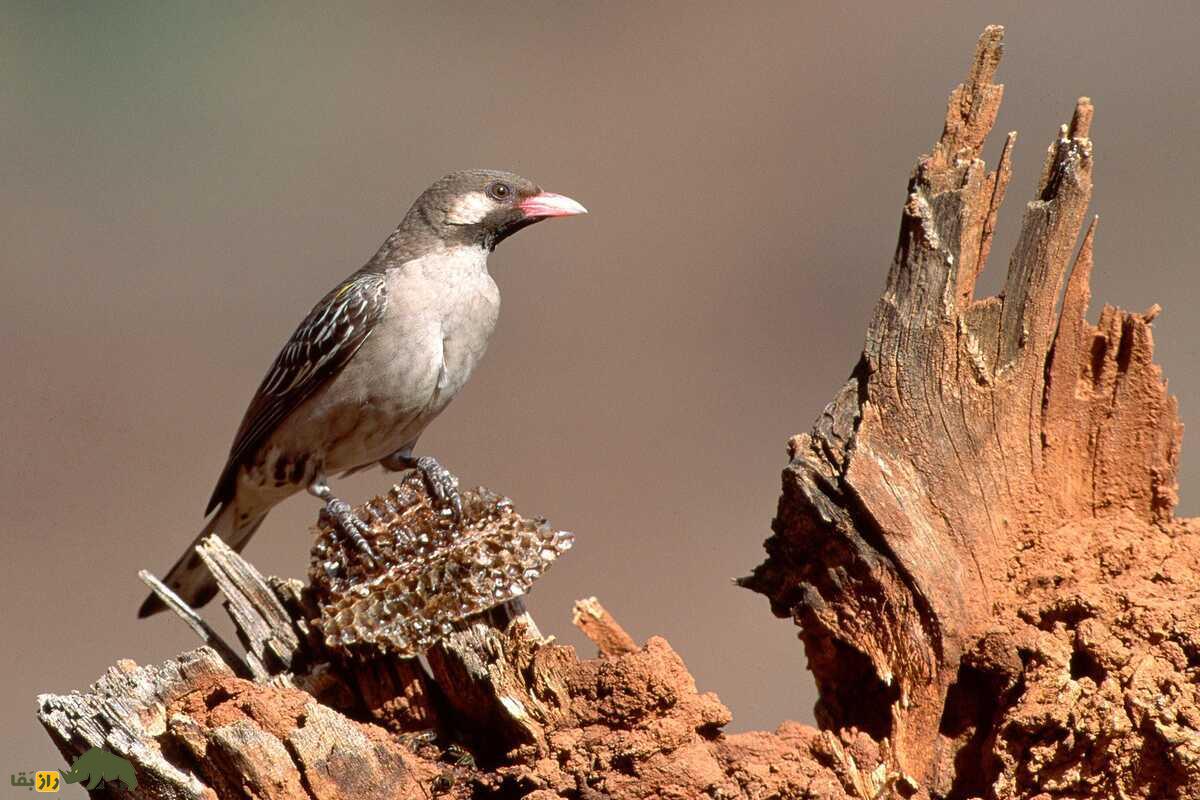 پرنده راهنمای عسل؛ موجودی باهوش و کوچک که قبایل آفریقایی را به کندو‌های پنهان عسل می‌رساند