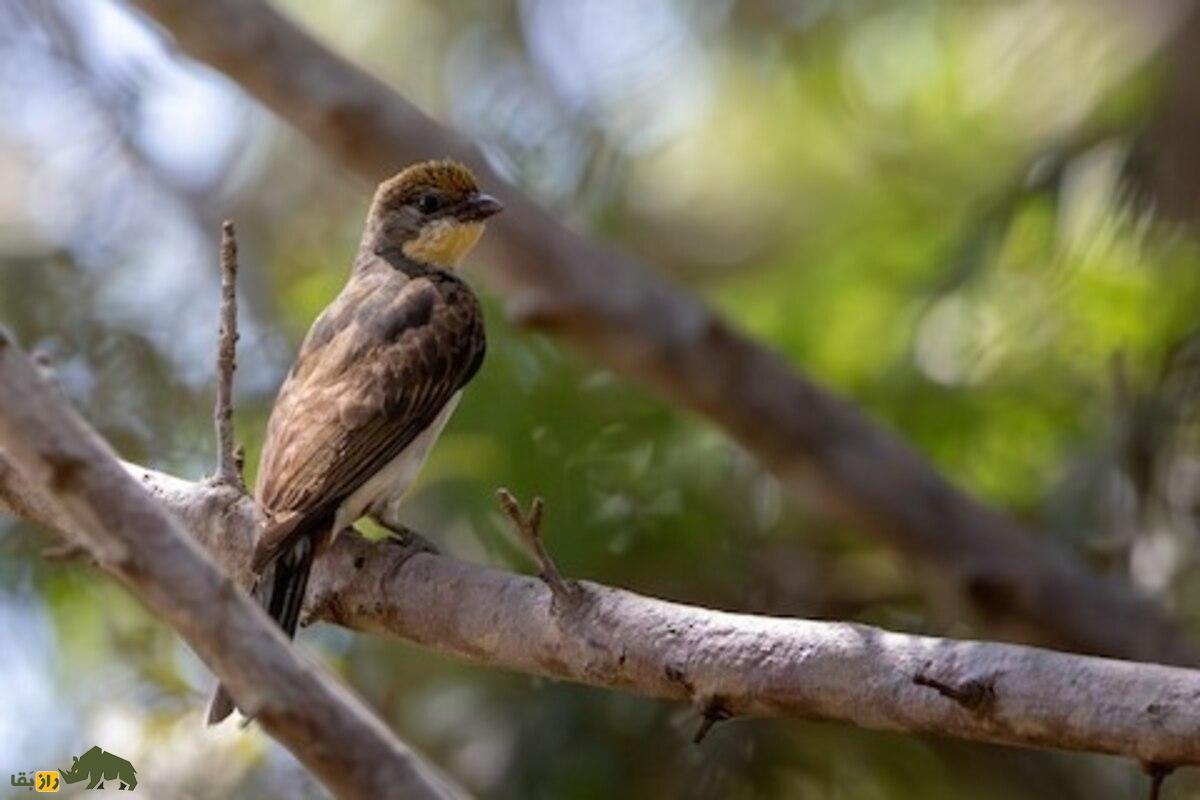 پرنده راهنمای عسل؛ موجودی باهوش و کوچک که قبایل آفریقایی را به کندو‌های پنهان عسل می‌رساند