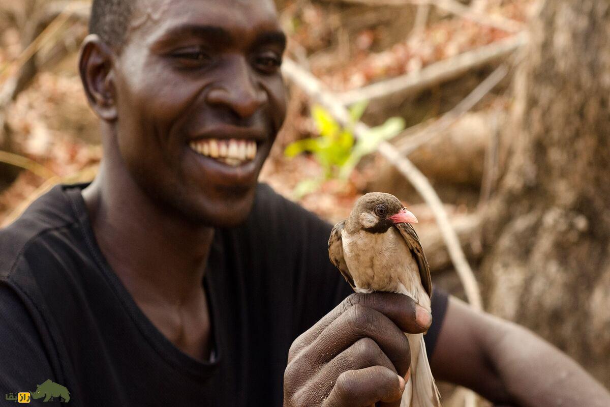 پرنده راهنمای عسل؛ موجودی باهوش و کوچک که قبایل آفریقایی را به کندو‌های پنهان عسل می‌رساند