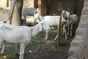 کوکا؛ گوسفند پاکستانی معروف به «جانسخت» که مثل شتر میتواند در صحرا زندگی کند!