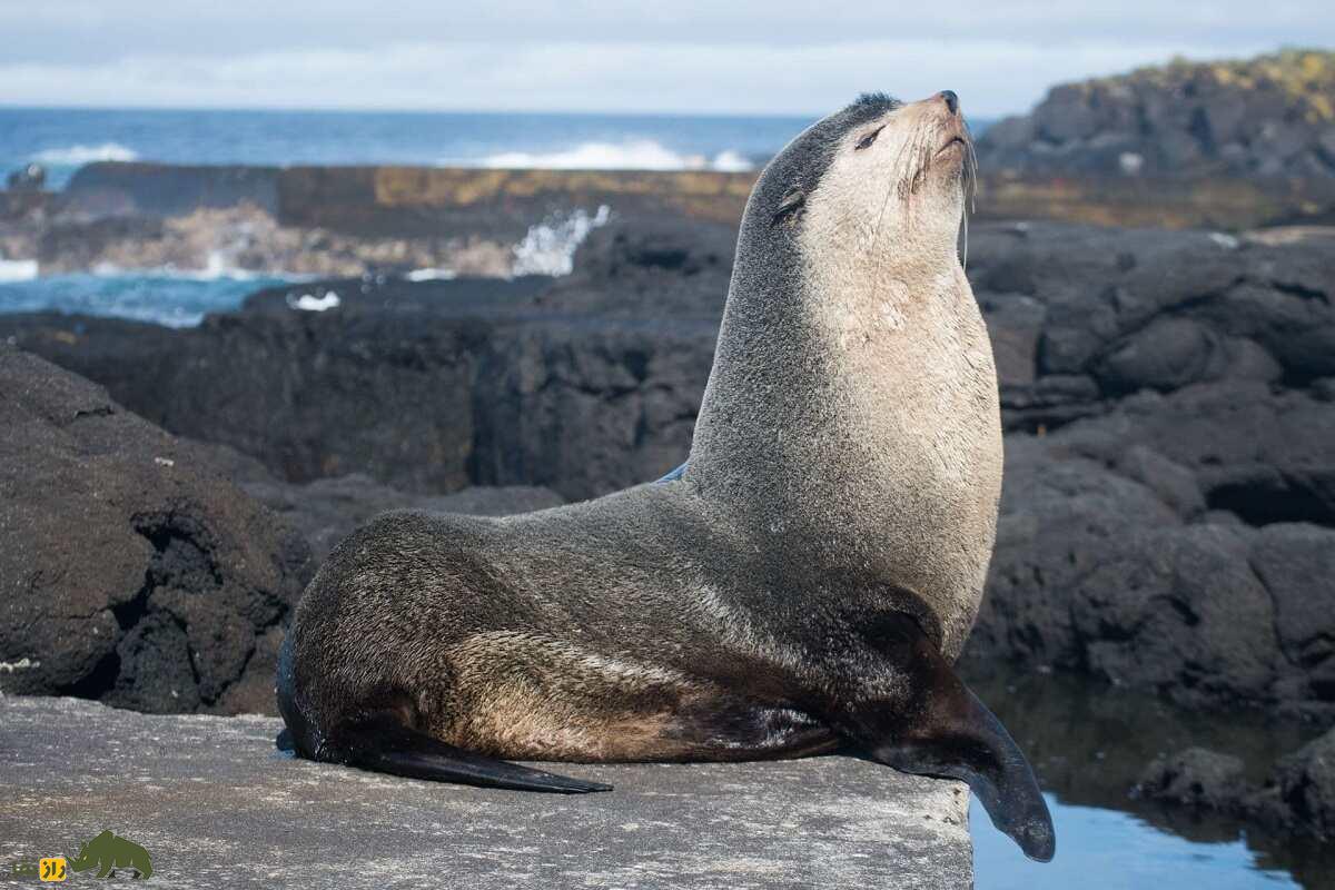 فُک خزدار زیرقطبی