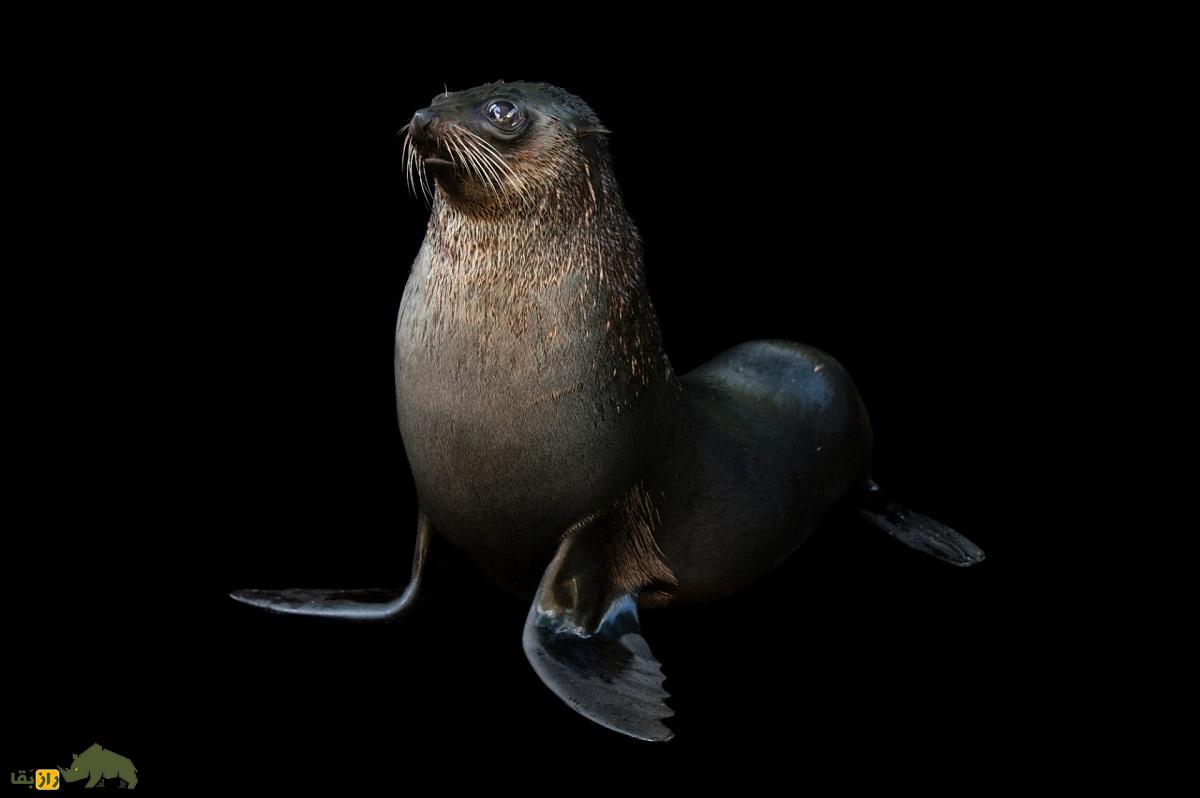 فُک خزدار زیرقطبی