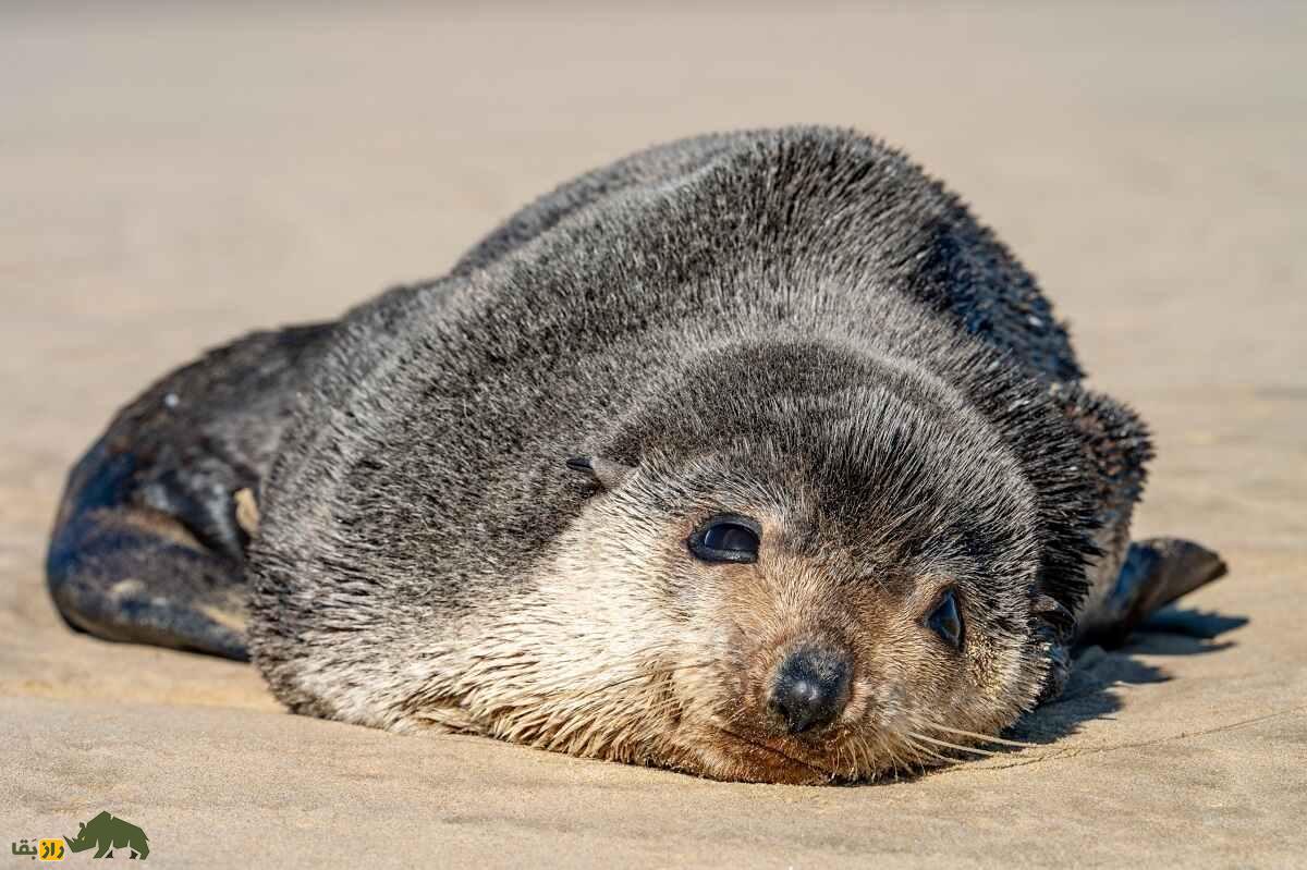 فُک خزدار زیرقطبی