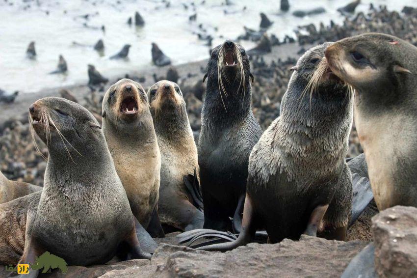 فُک خزدار زیرقطبی