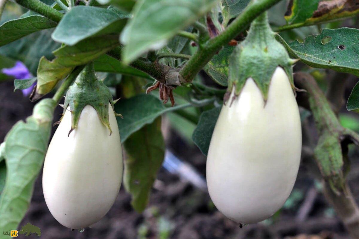 بادمجان کَسپر؛ بادمجانی فرانسوی با پوست و گوشت سفید که هنگام برش صدای جیر جیر می‌دهد