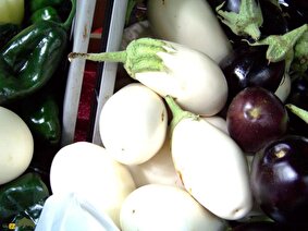 بادمجان کَسپر؛ بادمجانی فرانسوی با پوست و گوشت سفید که هنگام برش صدای جیر جیر میدهد