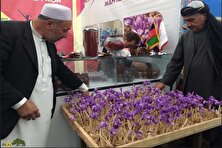 طلای سرخ افغانستان؛ چرا زعفران افغانستان از زعفران ایران گران‌تر است؟