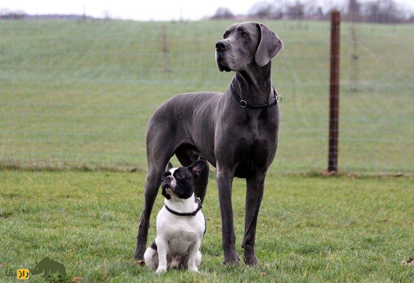 گریت دین: بلندترین سگ جهان معروف به «آپولوی سگها» که تنبلترین سگ جهان است و کمتر از همه سگها عمر میکند گریت دین