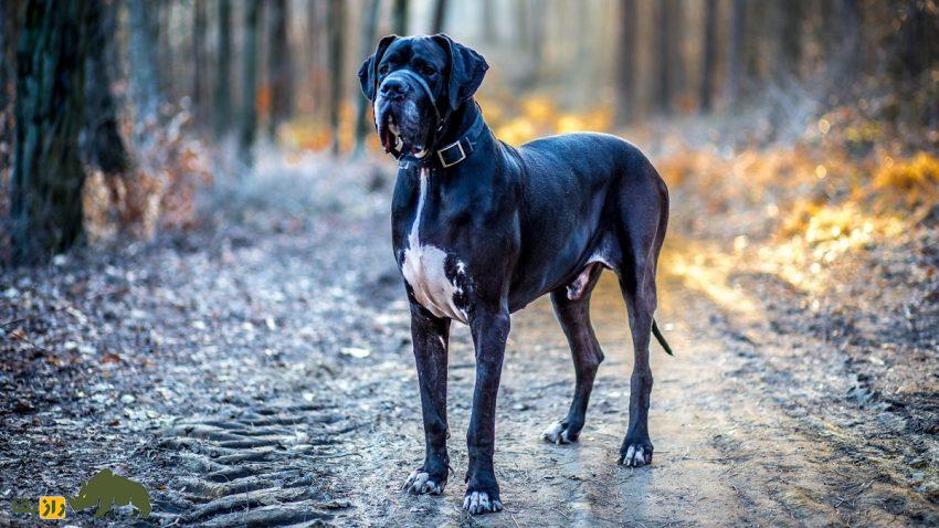 گریت دین: بلندترین سگ جهان معروف به «آپولوی سگها» که تنبلترین سگ جهان است و کمتر از همه سگها عمر میکند گریت دین