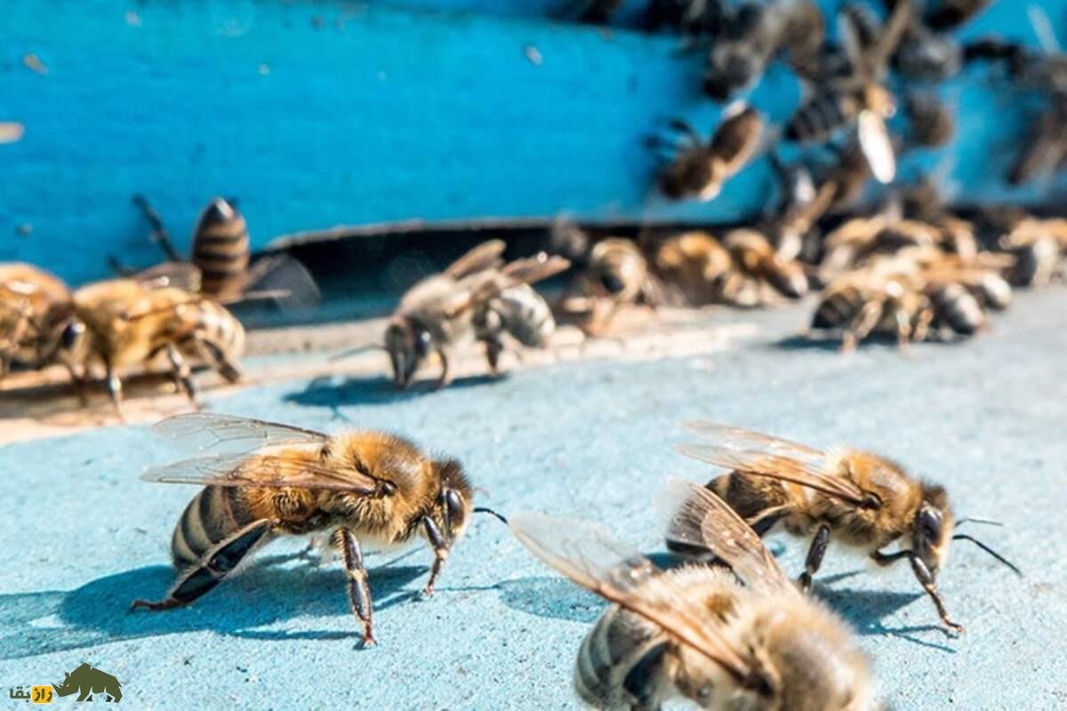 زنبور آفریقایی؛ قاتلی واقعی! معرفی کامل مهاجم‌ترین گونه زنبور عسل جهان امروز که به وسیله انسان به وجود آمد
