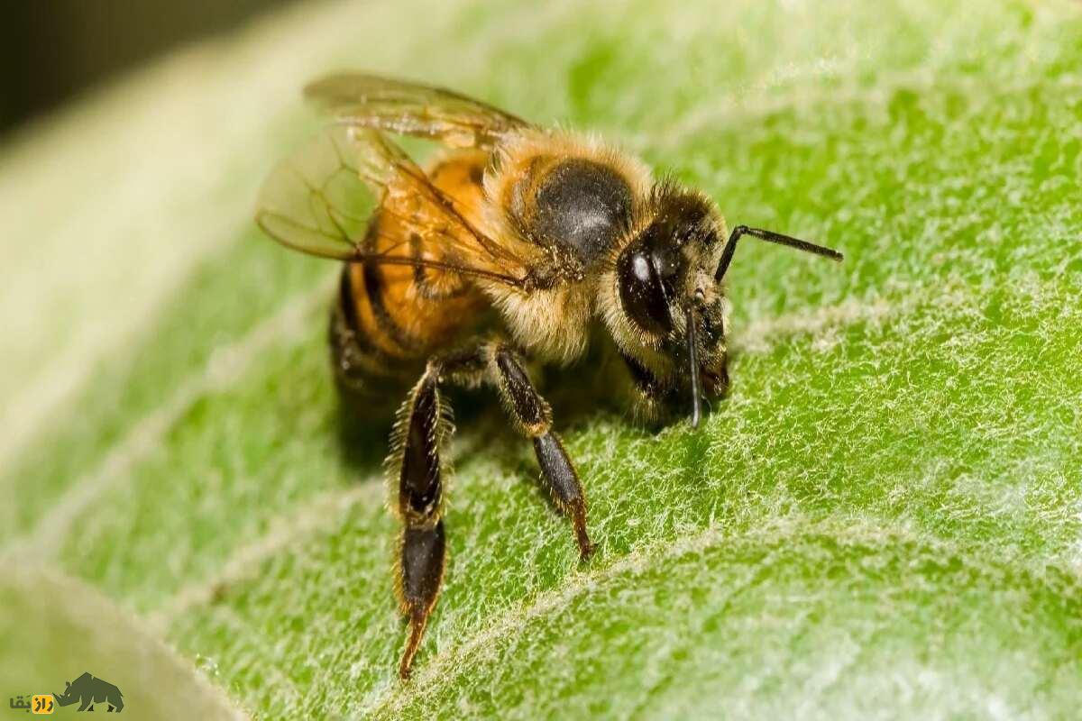 زنبور آفریقایی؛ قاتلی واقعی! معرفی کامل مهاجم‌ترین گونه زنبور عسل جهان امروز که به وسیله انسان به وجود آمد